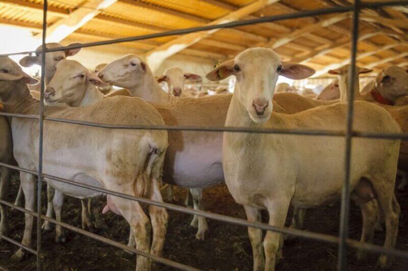 Masia els  Masets i Parc Miner del Maestrat. RESERVA